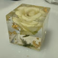 Paperweight Preserved Flower Resin